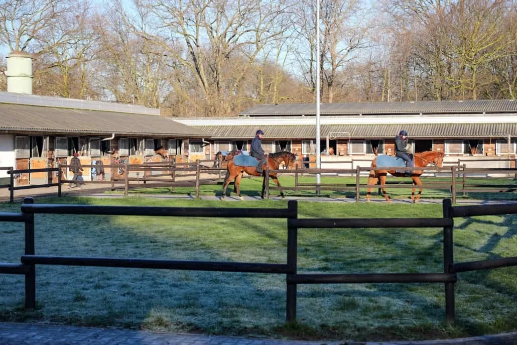 Asterblute1_web-1030x687-1