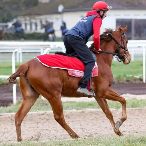 Hickst2_web-e1705754597615